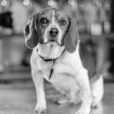 COOPER THE BEAGLE